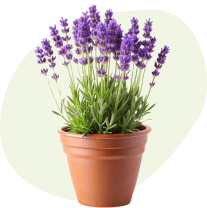 Plantes d'extérieur