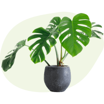 Plantes d'intérieur
