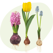 Bulbes à fleurs