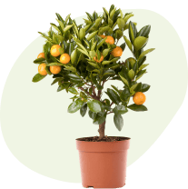 Plantes