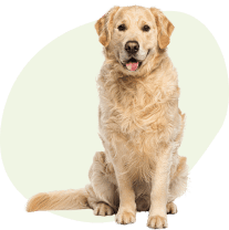 Chien