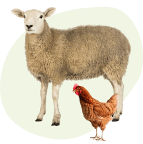 Basse-cour et poules