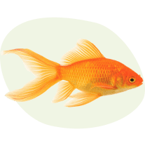 Poissons et aquariophilie