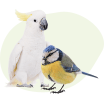 Oiseaux