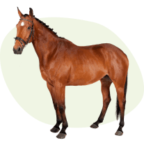 Cheval