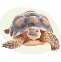 Reptiles et tortues