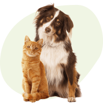 Animalerie