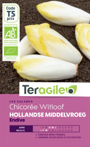 Chicorée witloof hollandse middelvroeg bio - Graines - Teragile