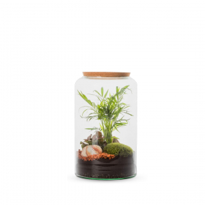 Terrarium Mia bonbonne - 2 plantes