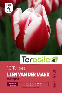 Tulipe Leen Van Der Mark - Calibre 12/+- X10