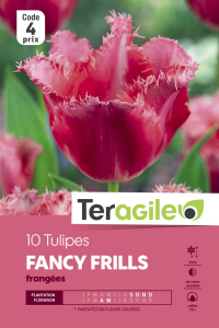 Tulipe cristal Fancy Frills - Calibre 12/+ - X10