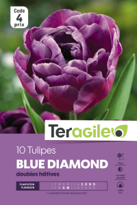 Tulipe double Blue Diamond - Calibre 12/+ - X10
