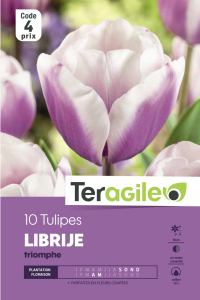 Tulipe Librije - Calibre 12/+ - X10