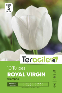 Tulipe triomphe Royal Virgin - Calibre 12/+ - X10
