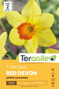 Narcisse Red Devon - Calibre 14/16 - X7