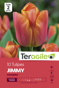 Tulipe Jimmy - Calibre 12/+ - X10