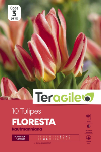 Tulipe de Kaufman Floresta - Calibre 12/+ - X10