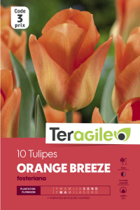 Tulipe Orange Breeze - Calibre 12/+ - X10
