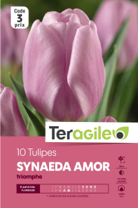 Tulipe Synaeda Amor - Calibre 12/+ - X10
