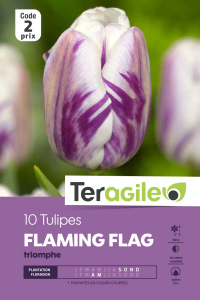 Tulipe triomphe Flaming Flag - Calibre 12/+ - X10