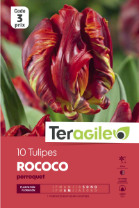 Tulipe perroquet Rococo - Calibre 12/+ - X10