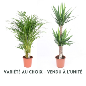 Sélection de plantes vertes - Pot de Ø24 cm - Variété au choix