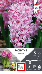Jacinthe de Bretagne Fondant - Calibre 15/+ - X5