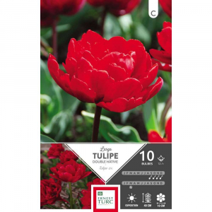 Tulipe Double Hâtive Largo - Calibre 12/+ - X10