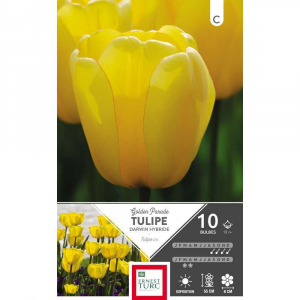 Tulipe Darwin Hybride Golden Parade - Calibre 12/+ - X10