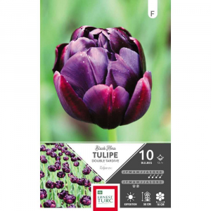 Tulipe Double Tardive Black Hero - Calibre 12/+ - X10