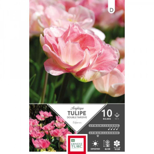 Tulipe Double Tardive Angélique - Calibre 12/+ - X10
