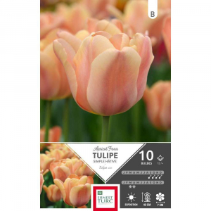 Tulipe Simple Hâtive Apricot Foxx - Calibre 12/+ - X10