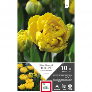 Tulipe Double Tardive Yellow Pomponette- Calibre 12/+ - X10