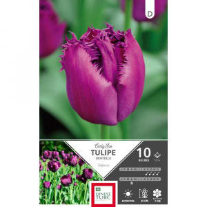 Tulipe Dentelle Curly Sue - Calibre 12/+ - X10