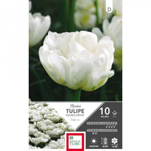 Tulipe Double Hâtive Mondial - Calibre 12/+ - X10