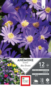 Anemone Blanda Blue Shades - Calibre 5/+ - X12