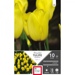 Tulipe Triomphe Strong Gold - Calibre 12/+ - X10