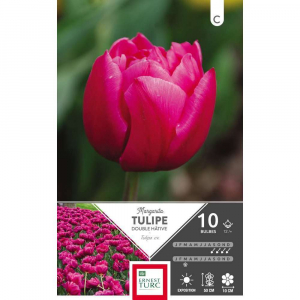 Tulipe Double Hâtive Margarita - Calibre 12/+ - X10