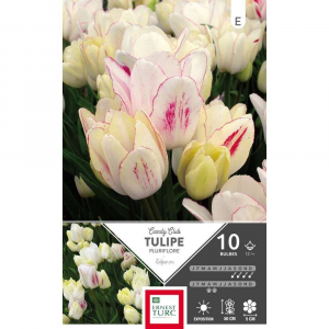 Tulipe Pluriflore Candy Club - Calibre 12/+ - X10