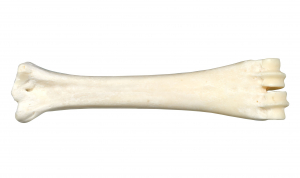 Os au calcium à mâcher - Bubimex - 22 cm