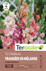 Glaïeul frangees - Variés - Teragile - X10