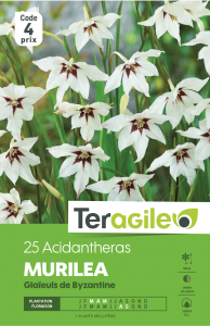Acidanthera - Teragile - X25
