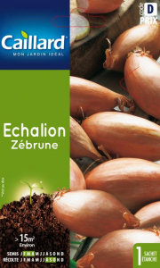 Echalion zebrune - Graines - Caillard