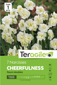 Narcisse double cheerfulness - Calibre 14/16 - X7