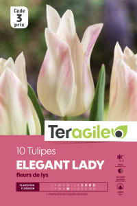 Tulipe bellerina - Fleurs de lys - Calibre 12/+ - X10