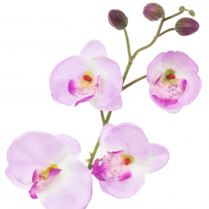 Phalaenopsis - Arche Diffusion - Lavande - 85 cm