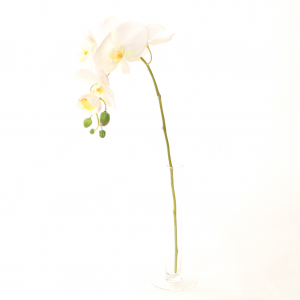 Orchidée phalaenopsis - Arche Diffusion - Blanc - 67 cm