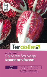 Chicorée sauvage rouge de vérone - Graines - Teragile