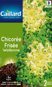 Chicorée frisée wallone - Graines - Caillard