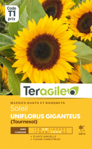 Tournesol Uniflorus giganteus - Graines- Teragile